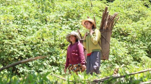 Nữ thanh niên vùng cao tất bật với nương rẫy, mưu sinh từ sớm, khiến việc tham gia hoạt động Đoàn gặp nhiều hạn chế.