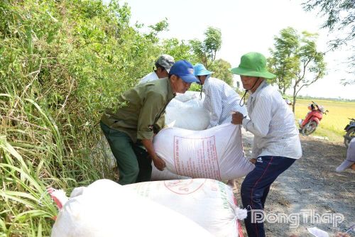 Dù trúng mùa, nhưng anh Phạm Xuân Quang không vui vì bán lúa với giá thấp.