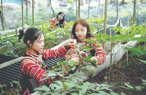 Người dân trồng sâm Lai Châu.