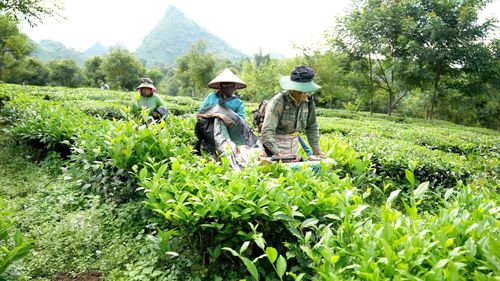 Nông dân thu nhập cao từ sản phẩm chè búp.