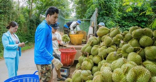 HTX và nhà vườn chủ động xây dựng nền tảng sản xuất bền vững nhằm đáp ứng yêu cầu xuất khẩu chính ngạch, nâng giá trị trái sầu.