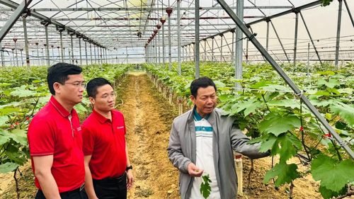 Agribank chủ động và tích cực đầu tư phát triển nông nghiệp sạch, nông nghiệp công nghệ cao.