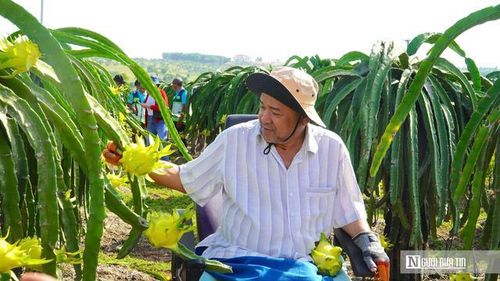 Ông Ngô Văn Bình – Chủ tịch HĐQT HTX thanh long hữu cơ Trung Bình bên vườn thanh long vỏ vàng ruột trắng.