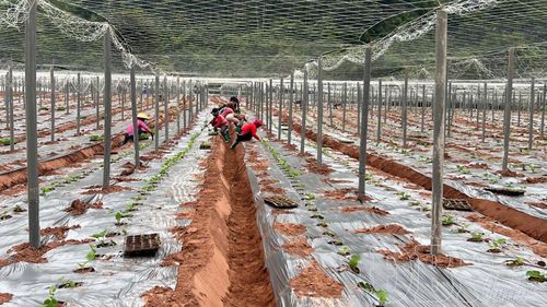 Mô hình trồng bí xanh của HTX Dịch vụ và Sản xuất nông nghiệp Hà Ân, xã Nậm Kè.