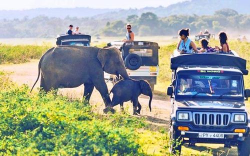 Tham gia tour du lịch khám phá động vật hoang dã tại các vườn quốc gia như Yala, Udawalawe là hoạt động thú vị rất cuốn hút du khách khi tới Sri Lanka. Ảnh: tusktravel