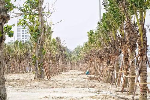 Mùa du lịch năm nay, Cửa Lò trồng hàng nghìn cây dừa nhằm tạo không gian xanh, tăng bóng mát.