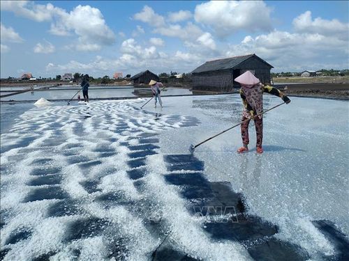 Gom muối trên khuôn trải bạt tại xã Bảo Thạnh (Vĩnh Long).