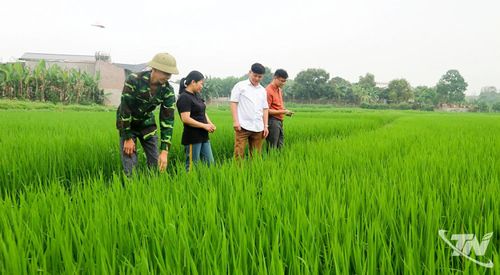 Nhiều giống lúa mới được cơ quan chuyên môn trong tỉnh gieo trồng thử nghiệm để nhân ra diện rộng những giống lúa năng suất, chất lượng, hiệu quả kinh tế cao.