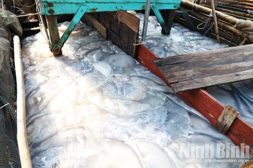 Sứa tươi đầy ắp khoang thuyền sau nhiều giờ đánh bắt trên biển.