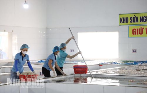 Sứa được ngâm bể, bảo quản trong quy trình sản xuất.