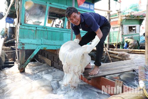 Sứa biển tươi với kích thước lớn được ngư dân khai thác.