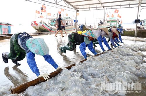 Thu gom sứa tại các xưởng sơ chế ngay bờ biển.