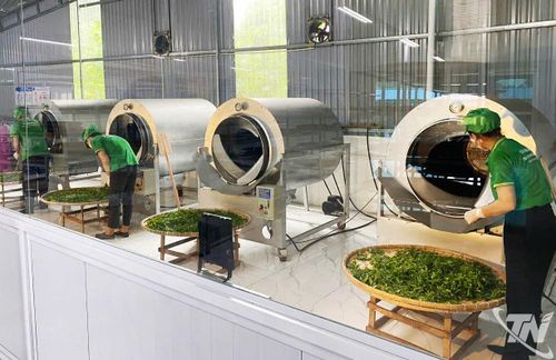 Các hộ trồng chè cần chuyển từ sản xuất đơn lẻ sang tham gia các hình thức liên kết như HTX, tổ hợp tác, liên hiệp HTX và chuỗi liên kết với doanh nghiệp.