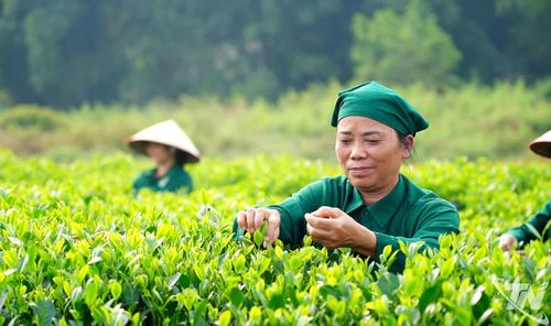 Thái Nguyên đặt mục tiêu đến năm 2030 có khoảng 24.500ha chè, sản lượng búp tươi đạt trên 300 nghìn tấn, giá trị thu được từ cây chè đạt khoảng 25 nghìn tỷ đồng.