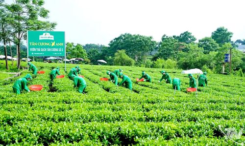 Việc tổ chức lại vùng nguyên liệu theo hướng hiện đại, minh bạch, gắn chặt với thị trường sẽ góp phần nâng cao giá trị sản phẩm chè Thái Nguyên.