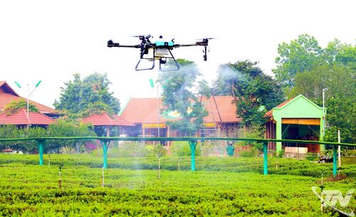 Ứng dụng thiết bị bay không người lái (UAV) để phun tưới cho vùng chè nguyên liệu của HTX chè Hảo Đạt (xã Tân Cương).