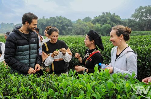 Vùng chè nguyên liệu của các HTX còn là điểm đến thu hút đông đảo du khách trong và ngoài nước.