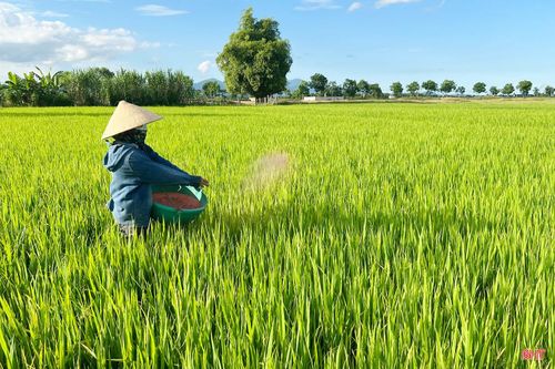  Giữa cái nắng đầu mùa khắc nghiệt, người lao động Hà Tĩnh vẫn bền bỉ mưu sinh, thích ứng linh hoạt để giữ nhịp cuộc sống; và hơn bao giờ hết, việc bảo vệ sức khỏe, sắp xếp lao động hợp lý chính là “lá chắn” cần thiết để vượt qua những ngày nắng nóng kéo dài sắp tới. Trong ảnh: Bà con nông dân "đội nắng", tranh thủ xuống đồng để bón thúc cho các diện tích lúa đang trong giai đoạn làm đòng. 
