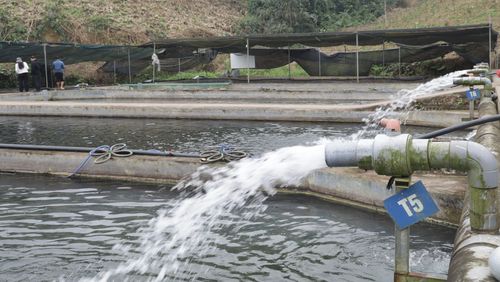 Trang trại nuôi cá tầm của Hợp tác xã VTP được xây dựng bài bản, bể nuôi sạch sẽ, sử dụng nguồn nước mát từ đầu nguồn.