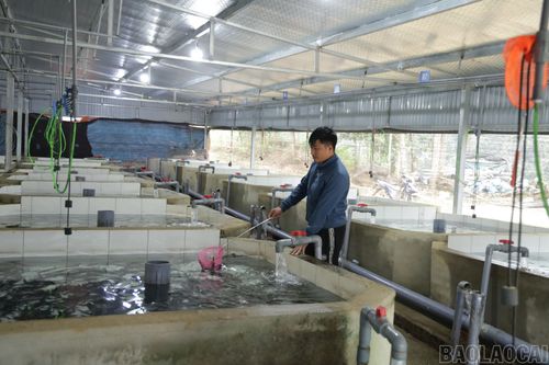 Khu vực nuôi cá tầm giống của trang trại.