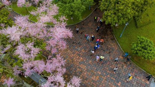 Đến với Huế, du khách hãy một lần dừng chân ngắm ngô đồng vào mùa hoa nở, để tự mình cảm nhận trọn vẹn vẻ đẹp thanh tao, quý phái của loài “kỳ hoa dị thảo” nơi chốn kinh kỳ.