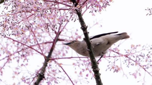 Những chùm hoa bồng bềnh, mềm mại trong sắc tím hồng dịu nhẹ, hòa quyện cùng không gian cổ kính của cố đô Huế, tạo nên một khung cảnh mê hoặc, đủ khiến lòng người lữ khách chậm lại và say đắm.