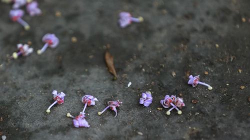 Những cánh hoa tím hồng phấn khẽ buông mình trên nền rêu phong cổ kính, tạo nên một vẻ đẹp vừa dịu dàng vừa thấm đẫm dấu ấn thời gian.
