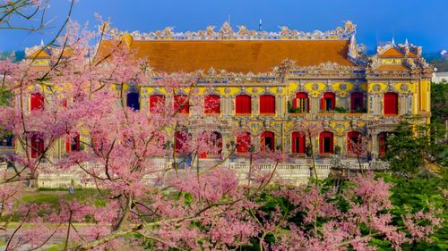 Từ những cây đầu tiên bén rễ nơi điện Cần Chánh, loài cây vương giả ấy dần được nhân giống, lan tỏa khắp các lăng tẩm, đền đài, trở thành một phần không thể thiếu trong không gian kiến trúc và cảnh quan của triều Nhà Nguyễn.