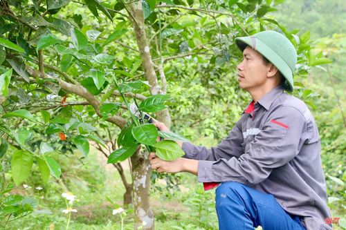 Tại thôn 1 Quang Thọ (xã Vũ Quang), những ngày qua, anh Đoàn Ngọc Bảo đã cùng gia đình tất bật chăm sóc hơn 3 ha cam sau thu hoạch. Từng gốc cam được cắt tỉa gọn để tạo độ thông thoáng; đất vườn được xới xáo tơi xốp, kết hợp bổ sung phân hữu cơ nhằm cải thiện độ phì nhiêu và hệ vi sinh vật cho cây.
