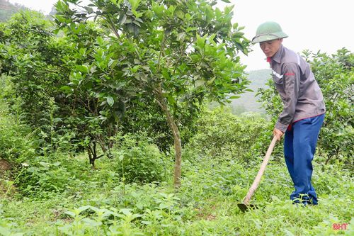 Sau khi khép lại vụ thu hoạch, các nhà vườn tại xã Vũ Quang đã bắt tay vào đợt cao điểm chăm sóc cây ăn quả. Đây được xem là giai đoạn "vàng" để cây phục hồi sức sinh trưởng, tạo tiền đề vững chắc cho vụ kế tiếp.