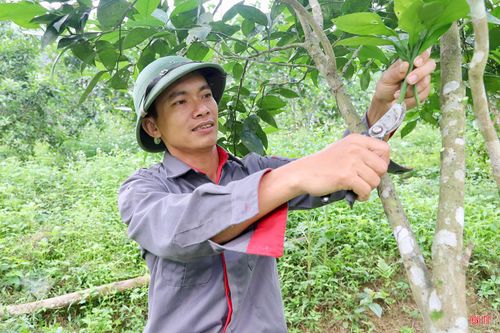 Nhờ duy trì quy trình sản xuất an toàn, bền vững nên các diện tích cam của gia đình anh Bảo luôn xanh mướt, cho năng suất cao. Vụ cam vừa rồi, anh thu hoạch được gần 40 tấn quả.