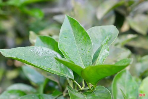 Anh Bảo cho biết: “Giai đoạn này, gia đình ưu tiên việc phục hồi bộ rễ, kết hợp tỉa cành để tán cây thông thoáng, giúp ánh sáng xuyên thấu nuôi dưỡng lớp quả non vừa đậu. Đây là khâu then chốt quyết định sức bền của cây cho cả vụ. Hy vọng, với sự đầu tư bài bản và thời tiết thuận lợi, vườn cam sẽ tiếp tục đạt năng suất cao, khẳng định vị thế cây làm giàu bền vững cho gia đình”.