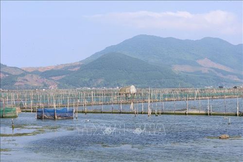 Điểm quy hoạch nuôi trồng thủy sản trên đầm phá Tam Giang - Cầu Hai đoạn xã Vinh Lộc. Ảnh: Kha Phạm/TTXVN