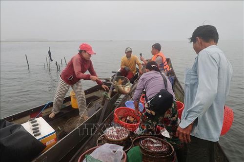 Ngư dân mua bán thủy sản đánh bắt và nuôi tròng ở vùng đàm phá Tam Giang - Cầu Hai. Ảnh: Kha Phạm/TTXVN