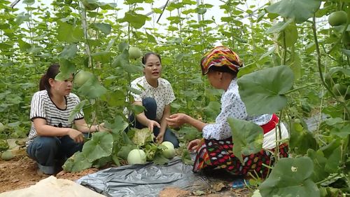 Chị Hà Thị Lan (người ở giữa) chia sẻ kinh nghiệm trồng dưa cho các hộ dân.
