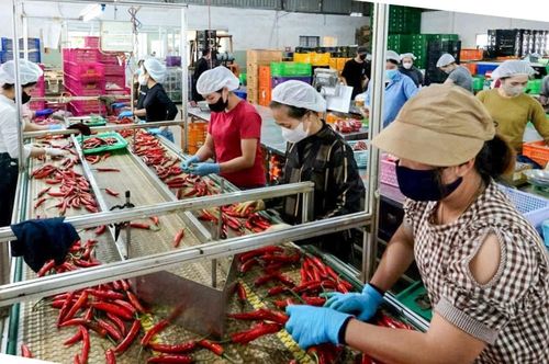 Xử lý nông sản sau thu hoạch ở Công ty TNHH Sản xuất và Thương mại nông sản Phong Thúy