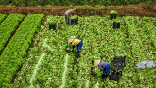 Thu hoạch xà lách ria ở xã Đức Trọng
