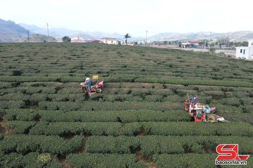 Vùng trồng chè chất lượng cao tại xã Vân Hồ.