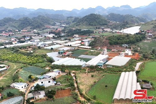Khu sản xuất nông nghiệp công nghệ cao tại phường Mộc Châu.