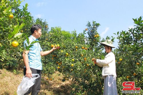 Mô hình trồng cây ăn quả tại xã Mường Sại.