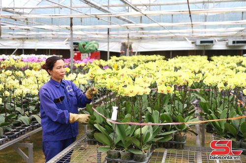 Trồng hoa lan công nghệ cao tại Công ty cổ phần Hoa nhiệt đới Mộc Châu.