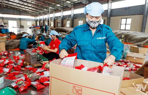 Toàn tỉnh hiện có 10 sản phẩm được công nhận OCOP 5 sao, trong đó có 2 sản phẩm miến là miến Việt Cường và miến dong Tài Hoan. Trong ảnh: Sản xuất miến tại HTX miến Việt Cường (xã Đồng Hỷ).