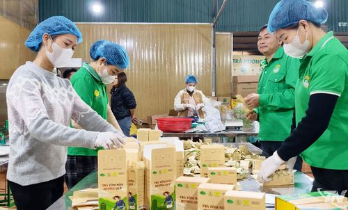 Sản xuất trà tôm nõn Hương Quê đạt chuẩn OCOP 5 sao HTX nông sản Phú Lương (xã Hợp Thành).