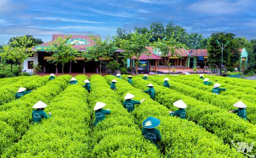 Chương trình “Mỗi xã một sản phẩm” (OCOP) đang trở thành động lực quan trọng giúp nông sản Thái Nguyên nâng cao giá trị, từng bước khẳng định thương hiệu. Trong đó, tiêu chuẩn OCOP 5 sao có xuất phát điểm từ những vùng nguyên liệu đạt chuẩn. Trong ảnh: Các thành viên HTX chè Hảo Đạt (xã Tân Cương) thu hái chè nguyên liệu đạt chuẩn.