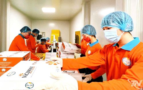 Nhân viên Công ty CP Công nghệ Dược liệu Bắc Hà đóng gói sản phẩm tinh bột nghệ.