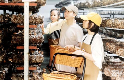 Khách hàng chọn mua sản phẩm nấm của Công ty TNHH Công nghệ sinh học Phú Gia.