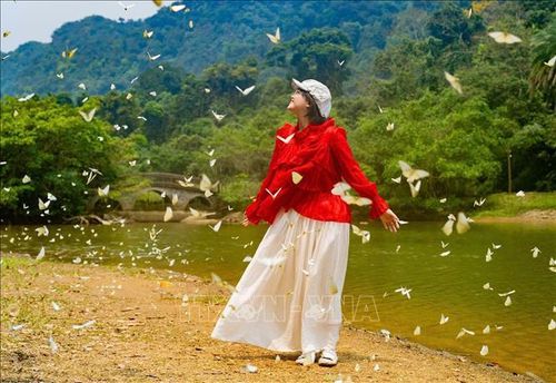 Du khách thích thú với những cánh bướm mỏng manh.