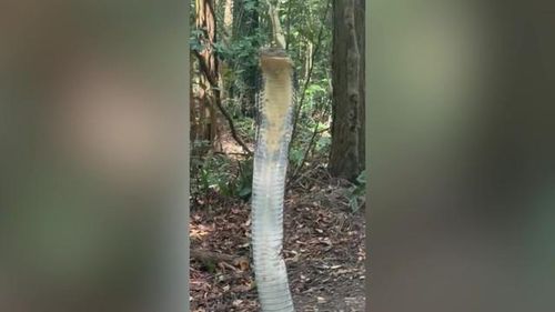 Con rắn hổ mang chúa dài 4 mét được phát hiện.