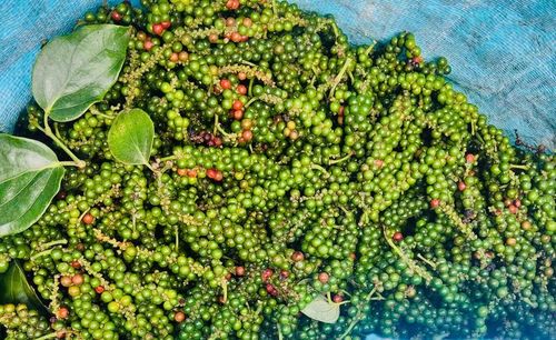  Giá hồ tiêu trong nước hôm nay tiếp tục tăng 500-1.000 đồng/kg. Ảnh: M.T 
