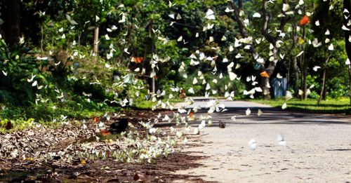 Du khách đến Cúc Phương mùa này được khuyến cáo không xả rác, di chuyển chậm, không lái xe với tốc độ cao để tránh làm tổn hại đến hệ sinh thái và vòng đời tự nhiên của những đàn bướm.